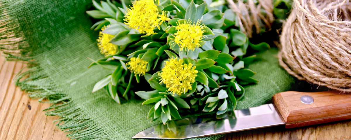 How long does rhodiola rosea take to work