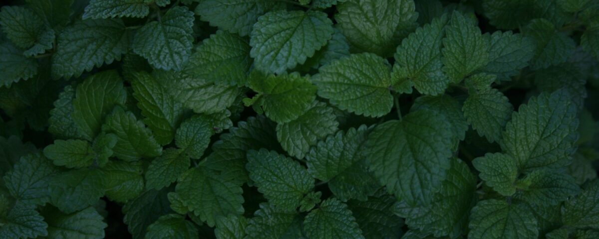 Lemon balm for Sleep