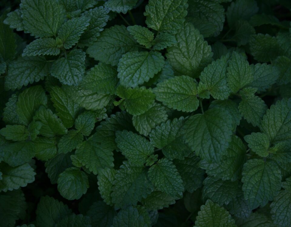Lemon balm for Sleep