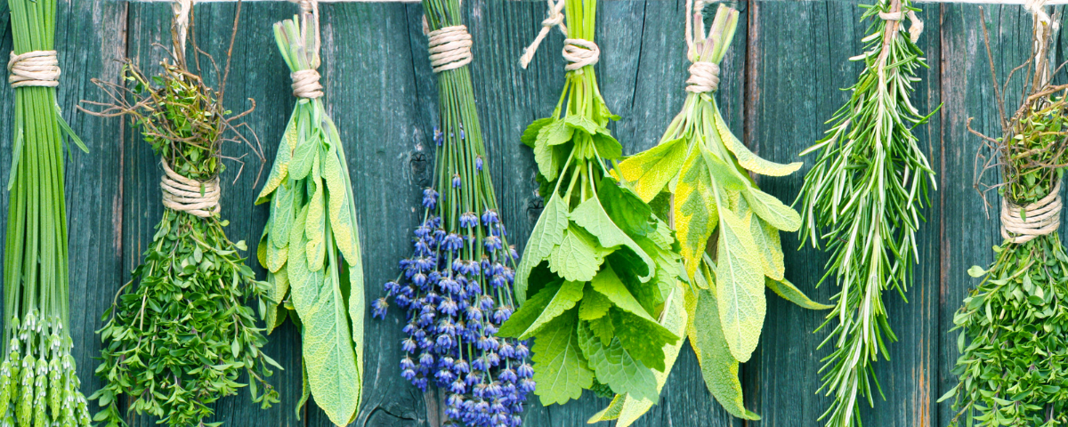 herbs that help you sleep