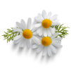 Chamomile