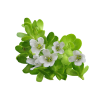Bacopa