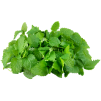 Lemon Balm