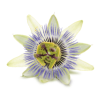 Passion Flower