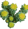 nutraceutical-rhodiola