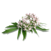 nutraceutical-valerian